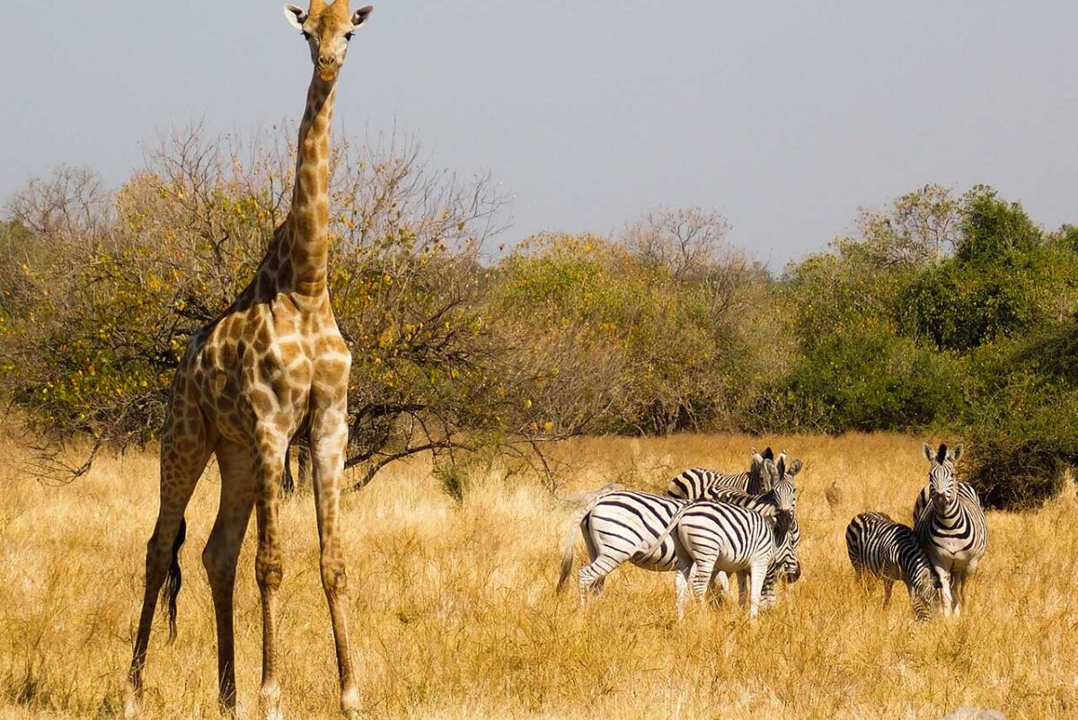 trekking-savana-l-ora-feliz-1