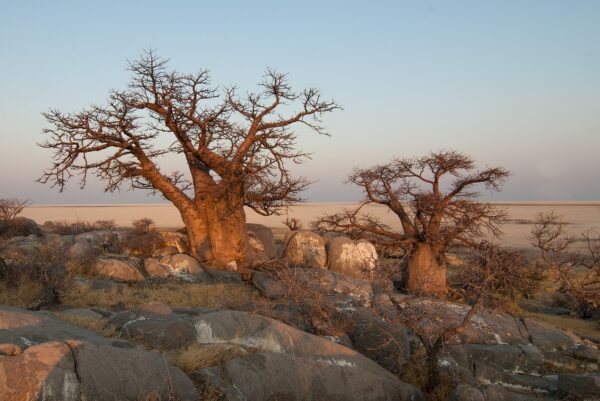 botswana-694485_1280
